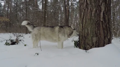Husky in the winter forest. Video stock 87527555