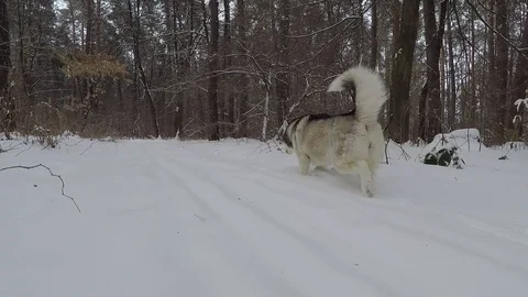 Husky in the winter forest. Stock Footage 87528052