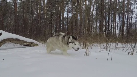 Husky in the winter forest. Video stock 87528383