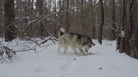 Husky in the winter forest. Stock Footage 87528894