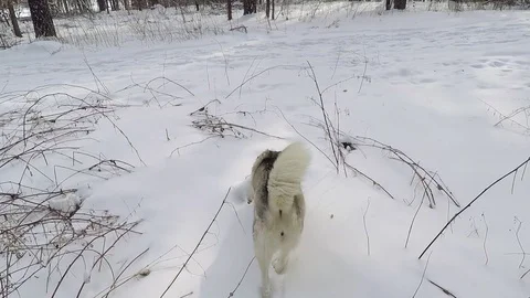 Husky in the winter forest. Video stock 87529247
