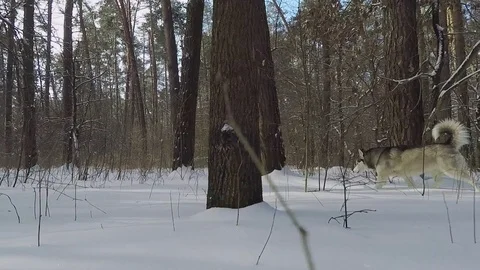 Husky in the winter forest. Stock Footage 87530372