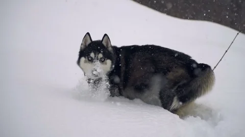 Husky in winter forest. slow motion Stock Footage 72644290