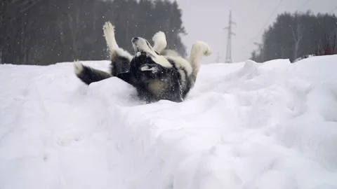 Husky in winter forest. slow motion Stock Footage 72979345