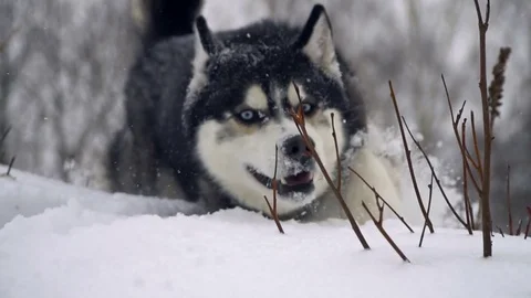 Husky in winter forest. slow motion Stock Footage 72979701