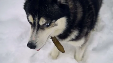 Husky in winter forest. slow motion Stock Footage 72979716