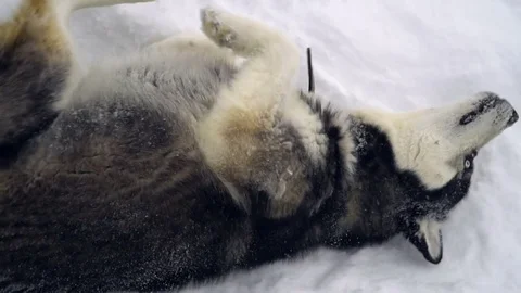 Husky in winter forest. slow motion Stock Footage 72979741