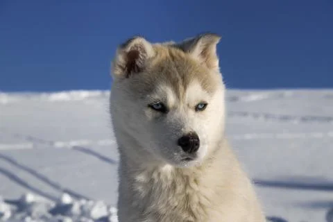 Husky in winter Foto stock