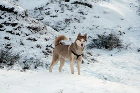 Husky in Winter Stock Photos
