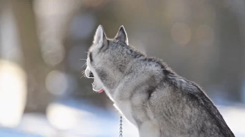 Husky in winter, slow-mo, blue eyes shine, cold snow, frosty breath. Stock Footage 293742037