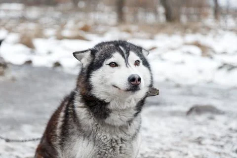 Husky in the yard Stock Photos