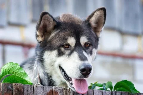 Husky in the yard. Stock Photos