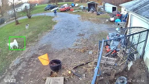 Huskys Try to Make Friends With a Deer, Cambria, Michigan Hillsdale, USA - 16 No Stock Footage 321422089