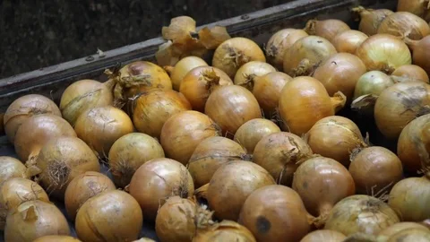 HuSorting onion on the packing line in the wholesaler3 Video stock 80983847