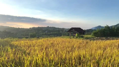 A hut among the rice fields Stock Footage 305235566