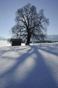 Hut and tree in winter Stock Photos
