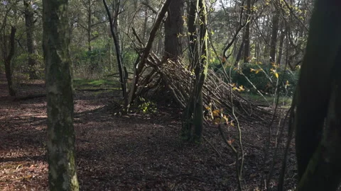 Hut of branches in Forrest Video stock 240543449