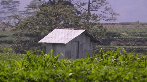 A hut built in the middle of a plantation 스톡 동영상 292282645