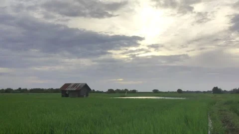 Hut in Green Rice Field at Sunset Under Cloudy Sky Stock Footage 342952653
