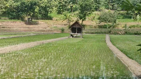 Hut in the middle of the fields Stock Footage 235507195