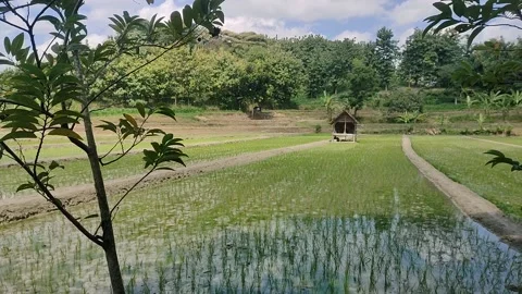 Hut in the middle of the fields Stock Footage 235507247