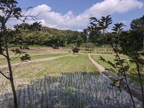 Hut in the middle of the fields Stock Photos