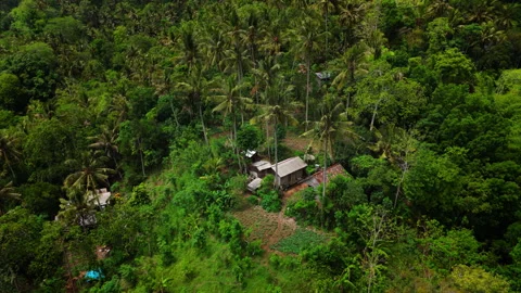 Hut in the middle of the jungle Stock Footage 294688954