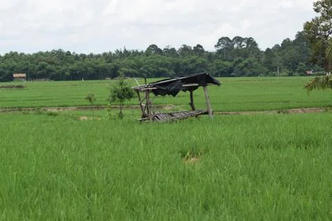 Hut in the middle of rice fields Foto stock