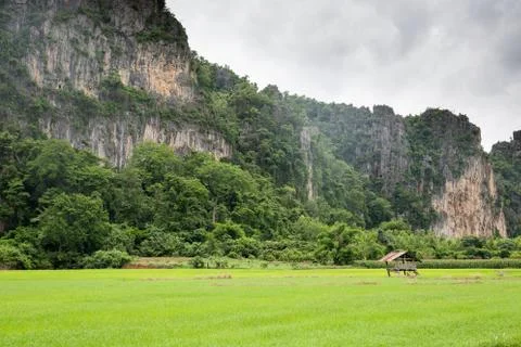 Hut in the paddy Stock Photos
