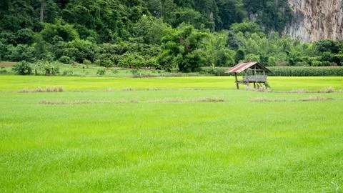 Hut in the paddy Stock Photos