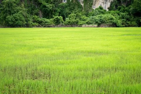 Hut in the paddy Stock Photos
