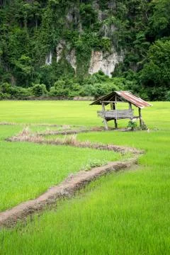 Hut in the paddy Stock Photos