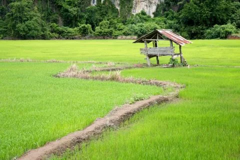 Hut in the paddy Stock Photos