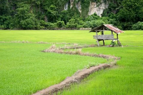 Hut in the paddy Stock Photos