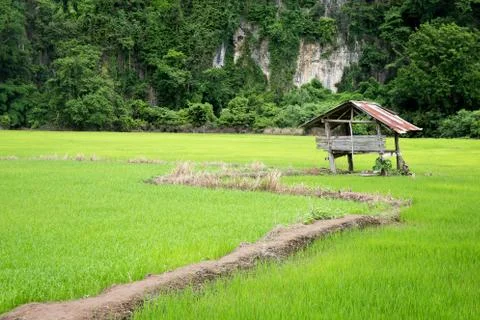 Hut in the paddy Stock Photos