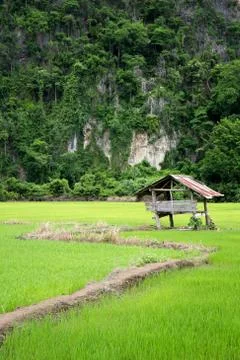 Hut in the paddy Stock Photos