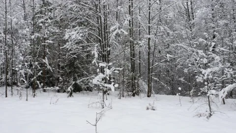 Hut in a snowy forest, Pan Stock-Footage 149807945