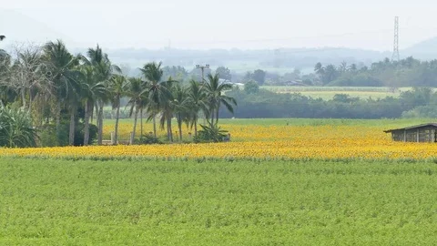 Hut at sunflowers bloom fields. Stock Footage 73134784