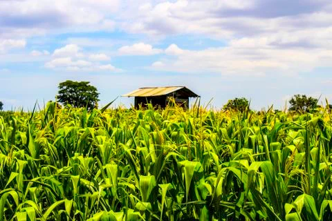Hut surrounded by corn fields Stock Photos