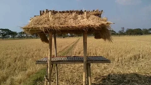 A hut with a thatched roof Stock Footage