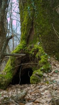 A hut in the tree Фото