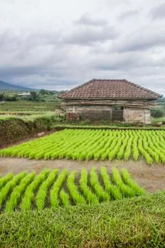 Hut used to save cattle surrounded by a rural landscape of a green rice field Stock Photos