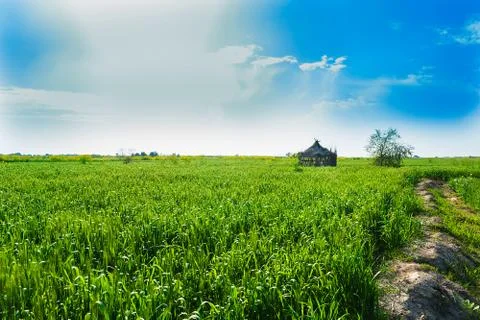 A hut in a wheat field Stock Photos