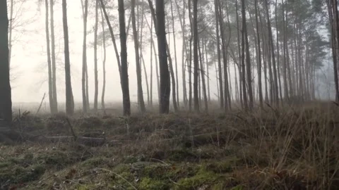 Hutan Video stock 231455301