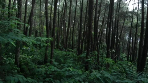 Hutan Pinus Video stock 186714955