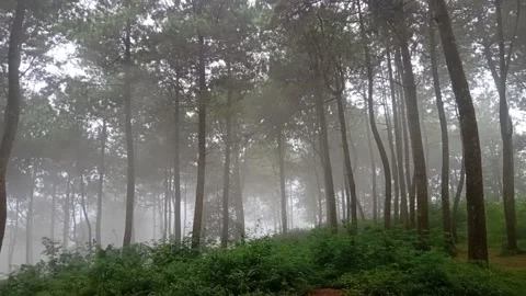 Hutan Pinus Video stock 221598566