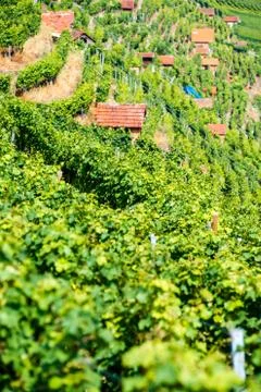Huts in a vineyard Stock Photos