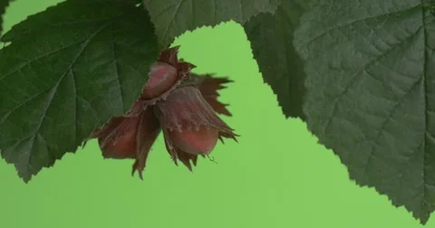 Huzelnut, Nuts Closeup on the Branch Stock Footage 51740398