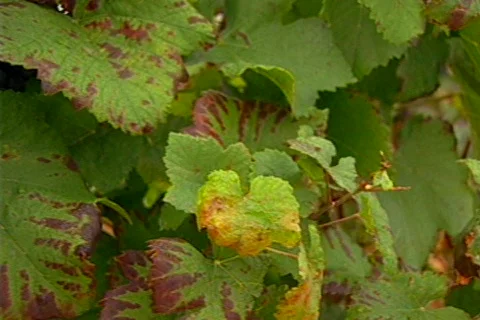 HW grapes on the vine 01 Stock Footage 490716