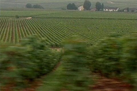 HW vineyard tracking shot Stock Footage 490743
